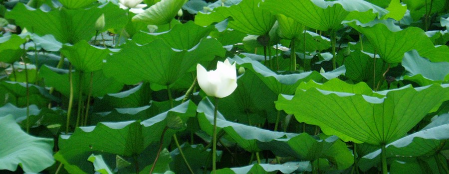 lotus_blancs.jpg